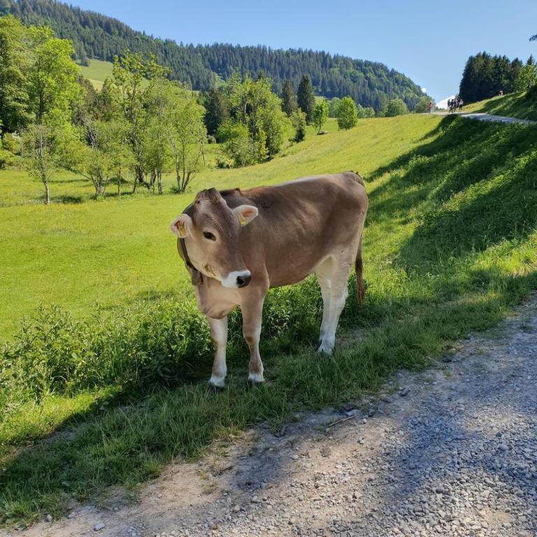 Ferienwohnung Allgaeuglueck Im Ferienpark Oberallgaeu Mit Hallenbad, Sauna, Wlan Missen-Wilhams Exterior foto